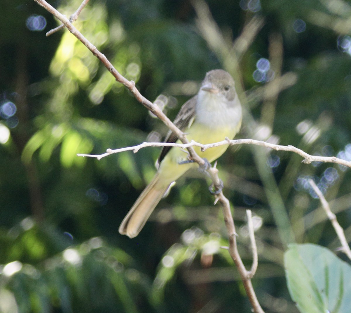 Grenada Flycatcher - ML627450727