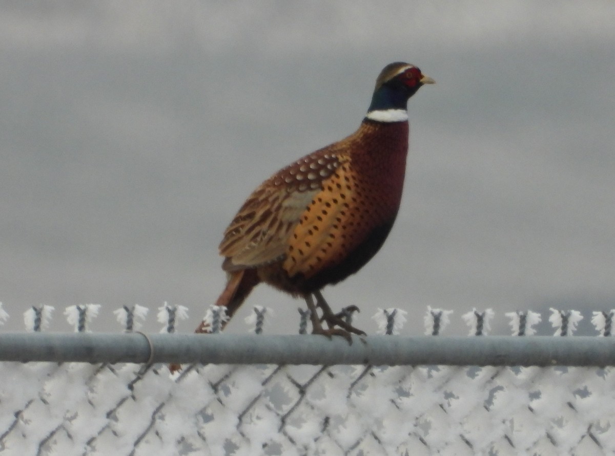 Зэрлэг гургуул - ML627450730