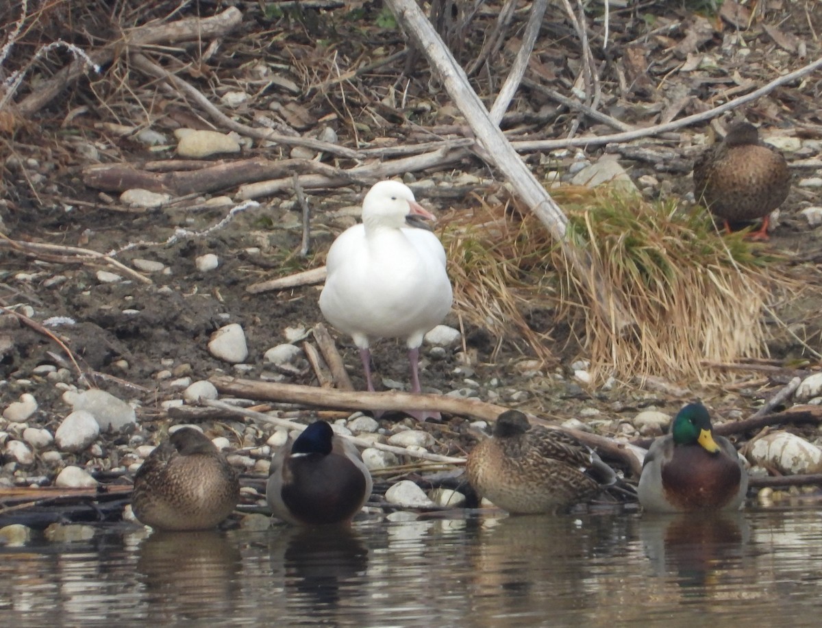 Цасны галуу - ML627450743