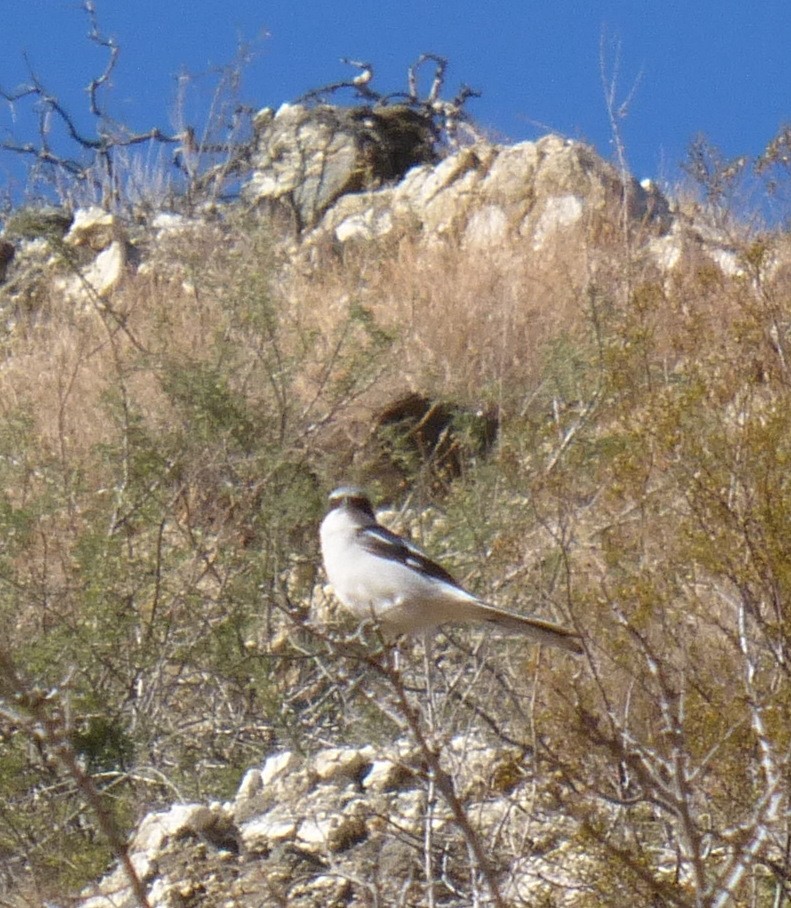 Loggerhead Shrike - ML627450832