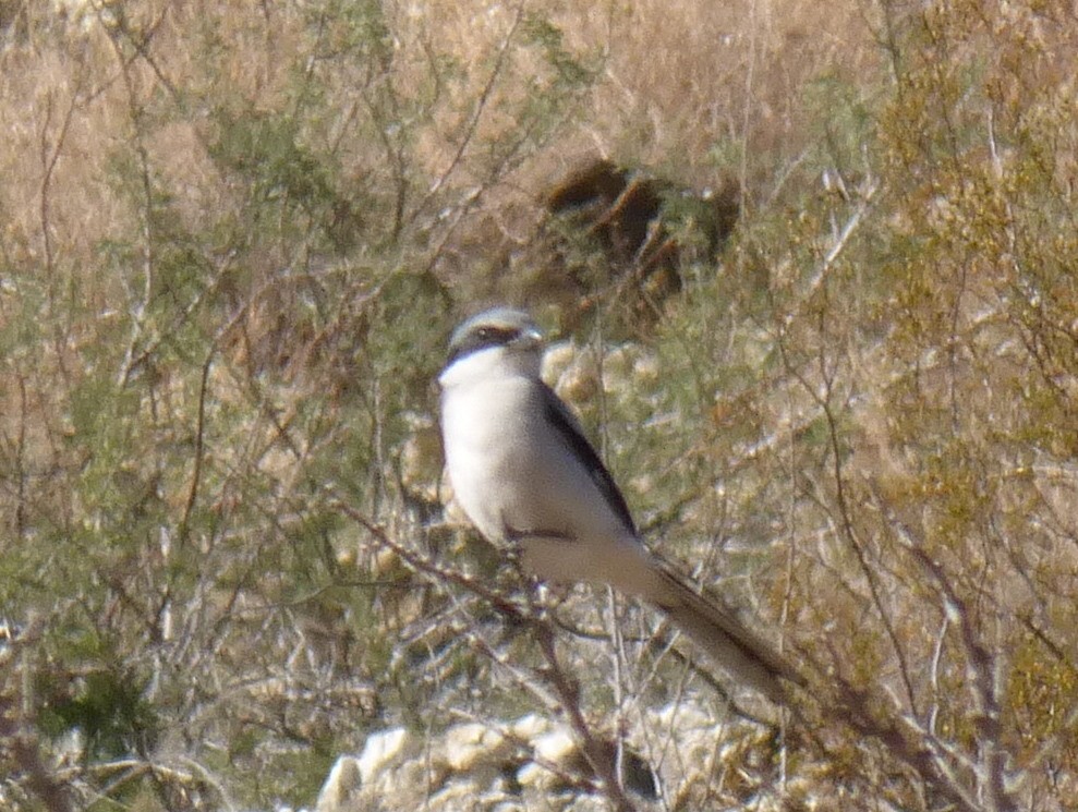 Loggerhead Shrike - ML627450835