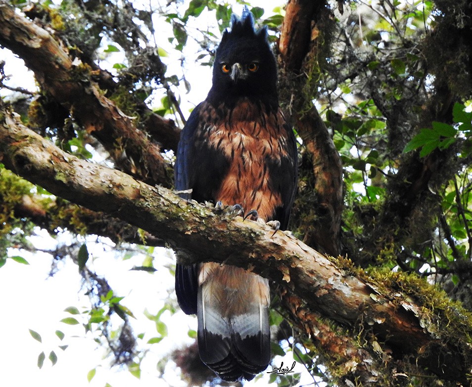 Black-and-chestnut Eagle - ML627450901