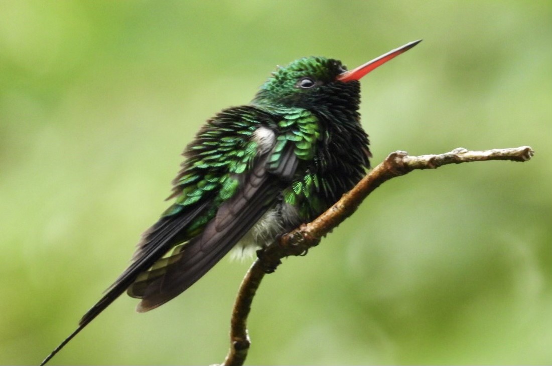 Cozumel Emerald - ML627450956