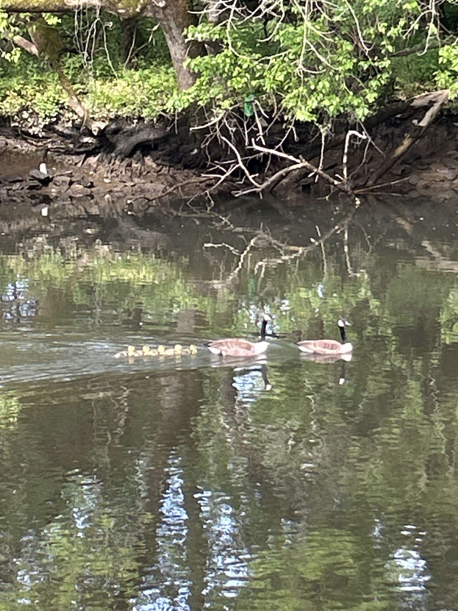 Canada Goose - ML627450985