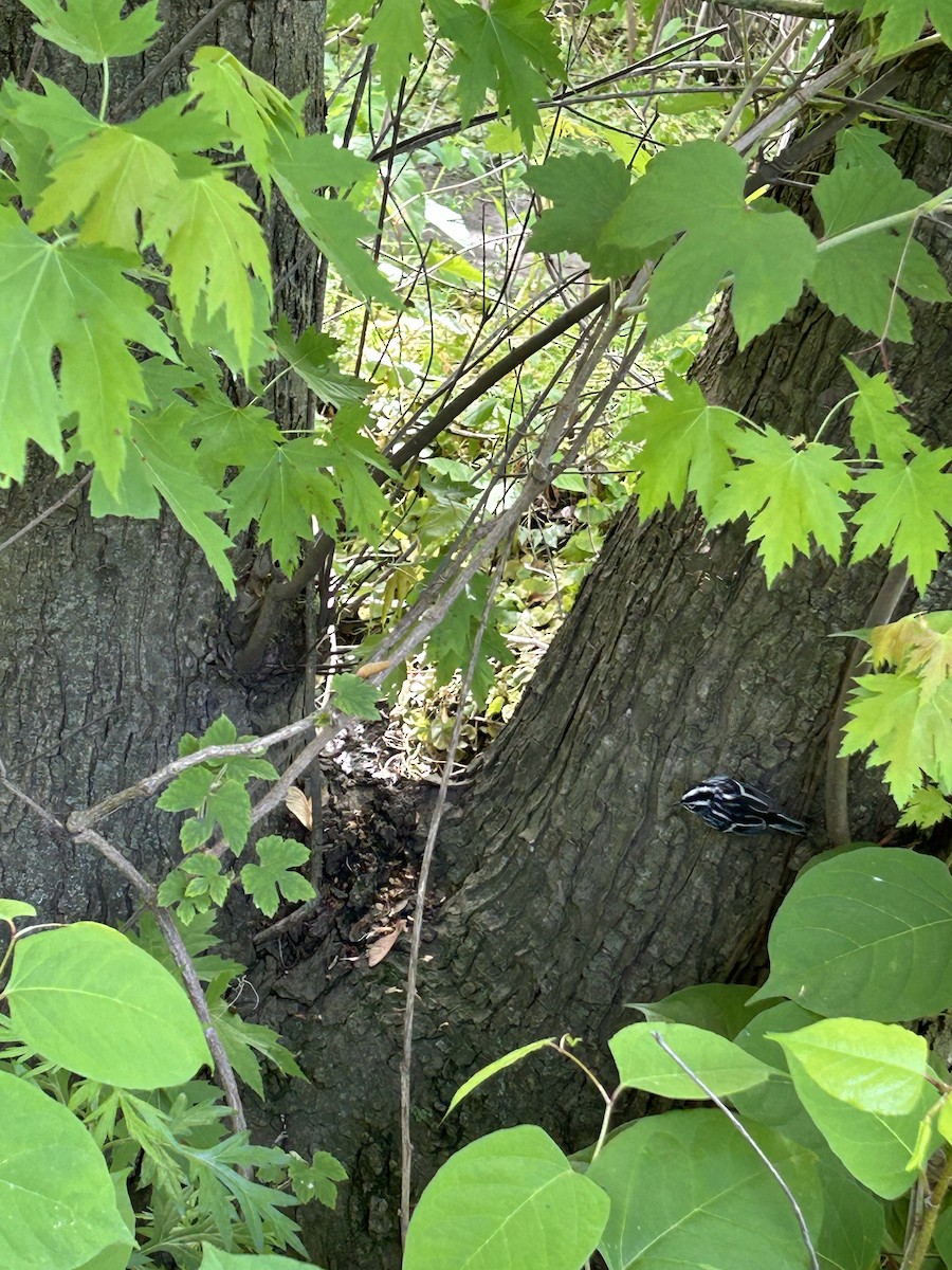 Black-and-white Warbler - ML627450995
