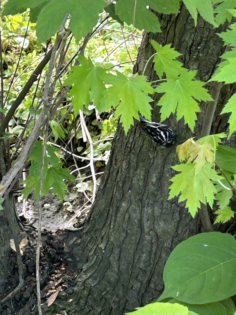 Black-and-white Warbler - ML627450998