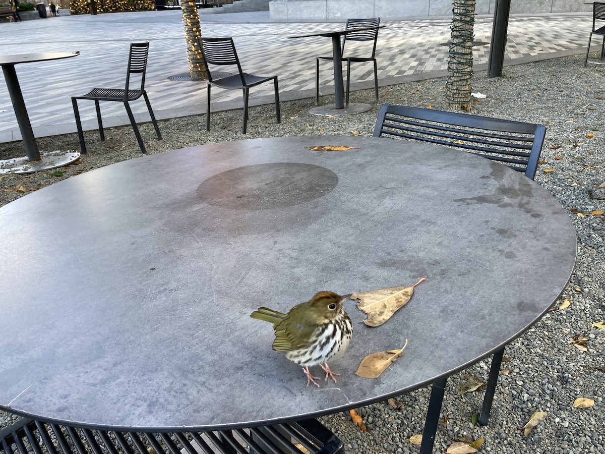 Ovenbird - ML627451058