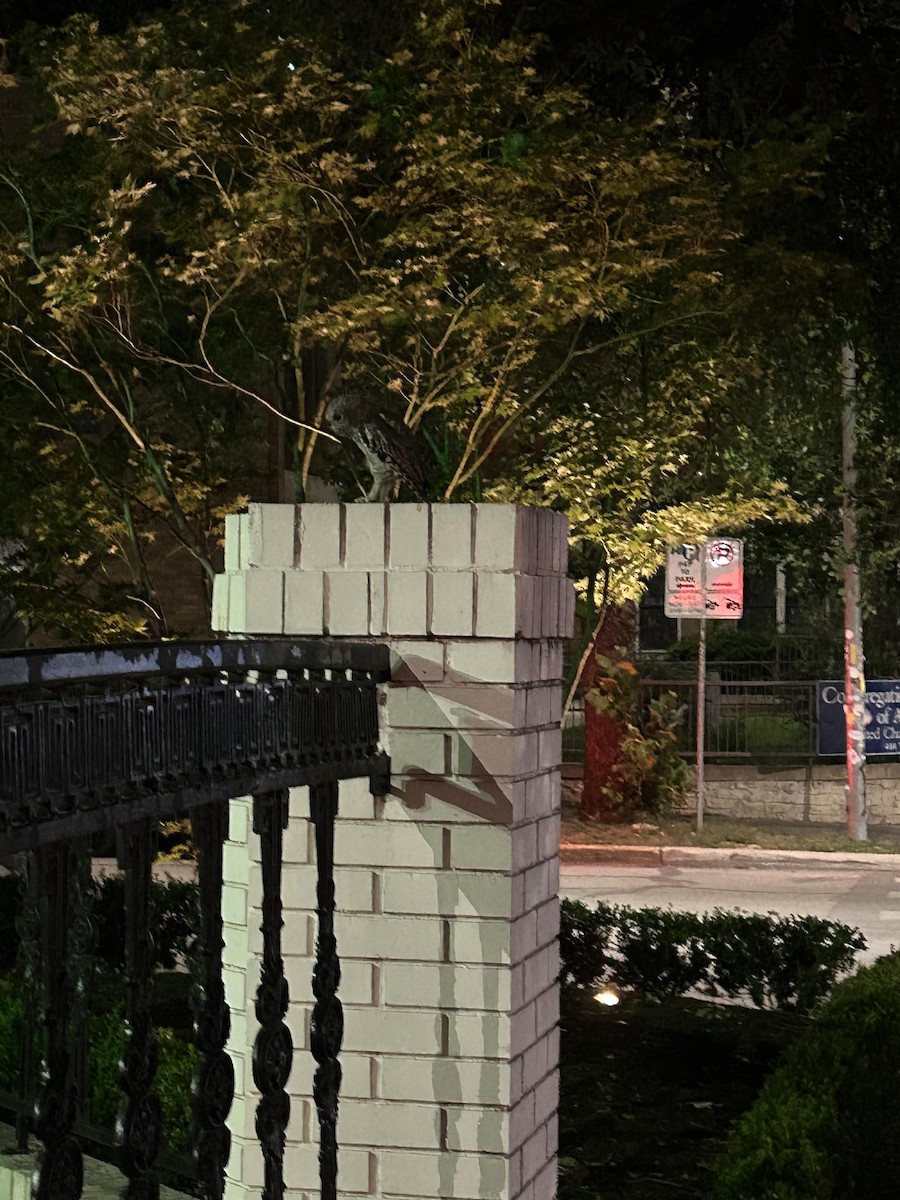 Eastern Screech-Owl - ML627451067