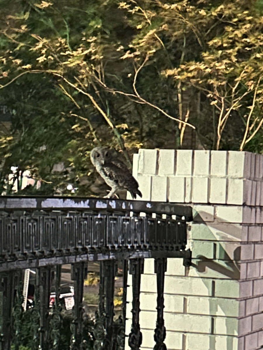 Eastern Screech-Owl - ML627451068