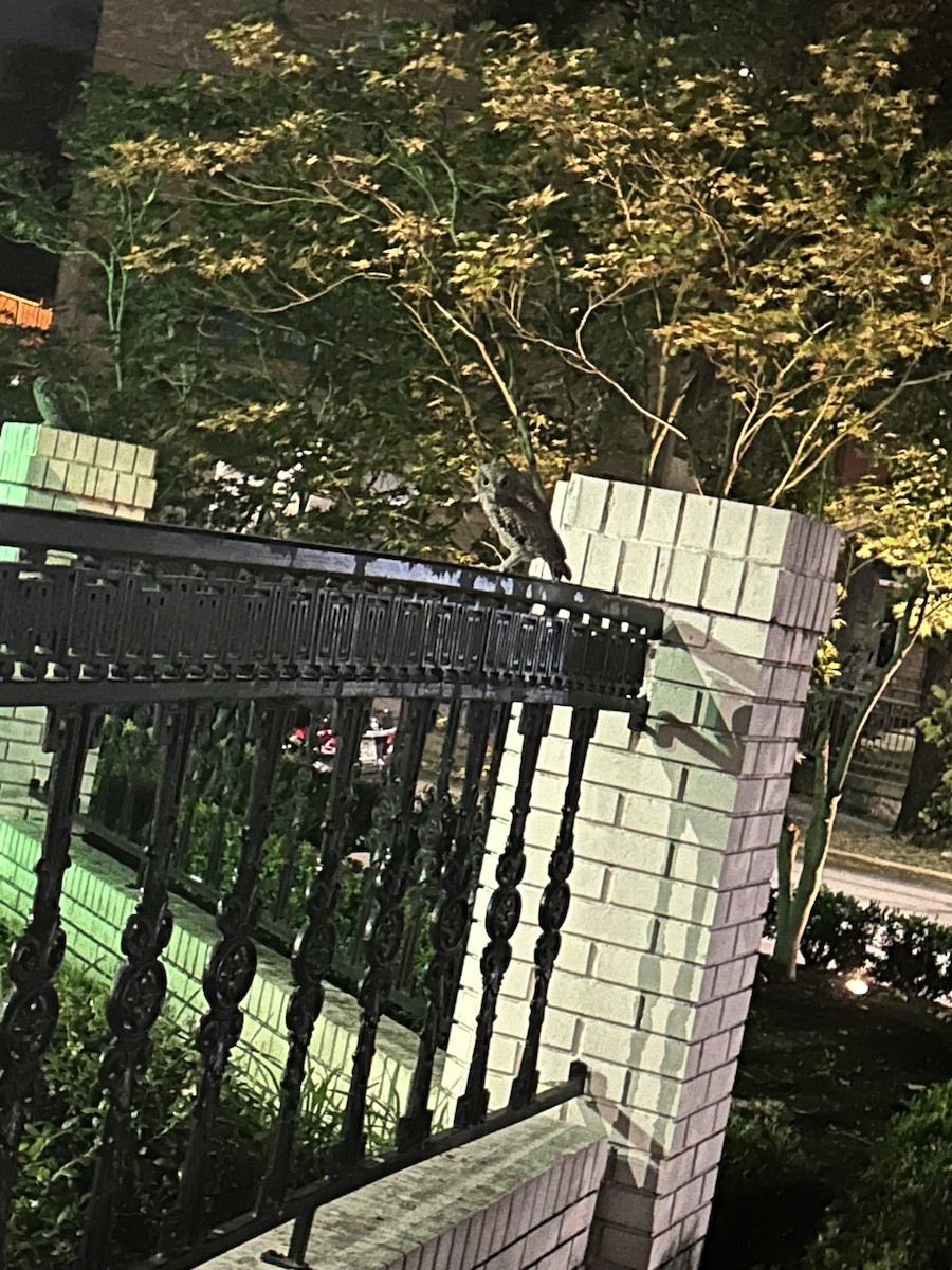 Eastern Screech-Owl - ML627451069