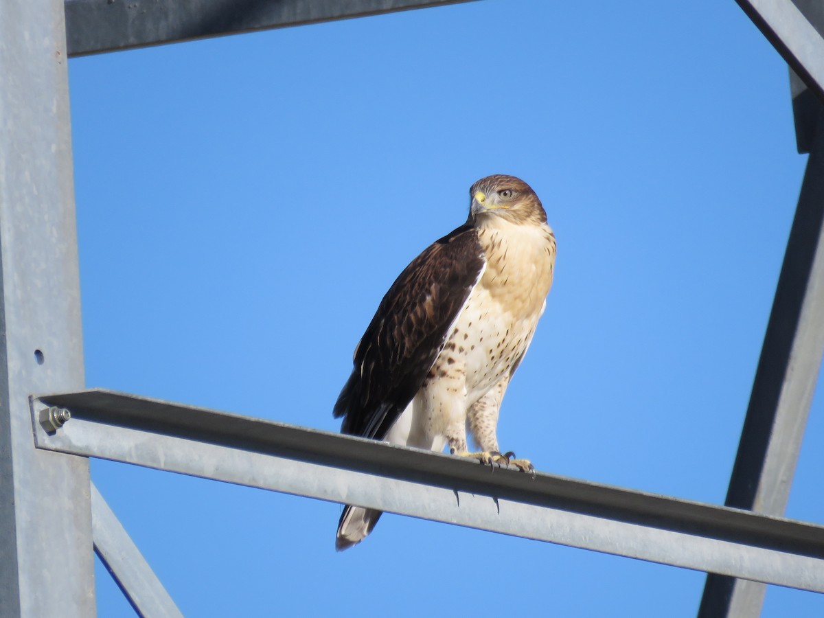 Ferruginous Hawk - Ben Bright