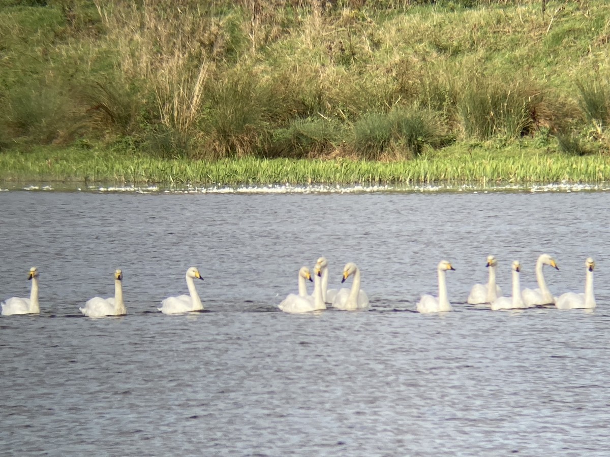 Whooper Swan - ML627451173