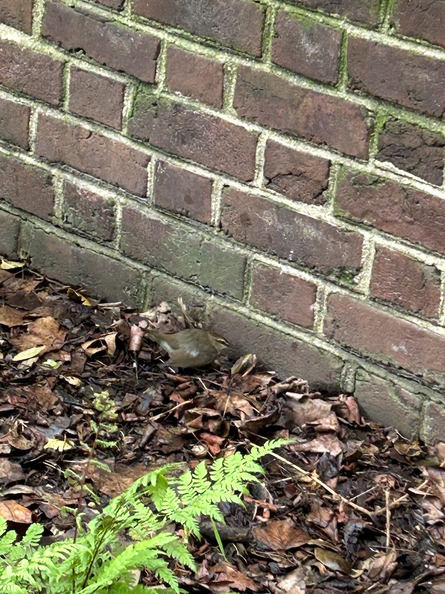 Swainson's Warbler - ML627451177