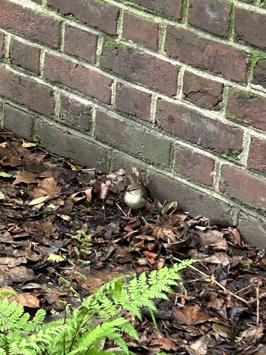 Swainson's Warbler - ML627451178