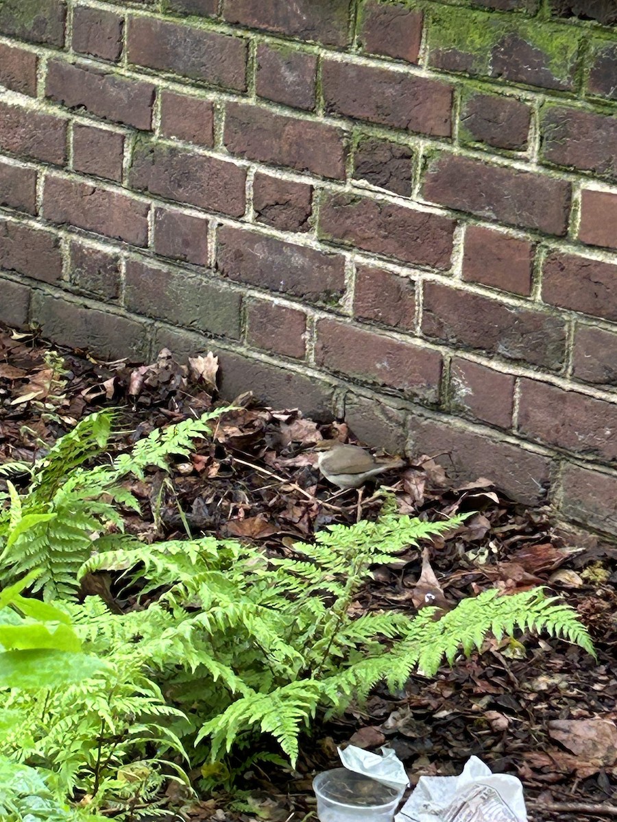 Swainson's Warbler - ML627451180