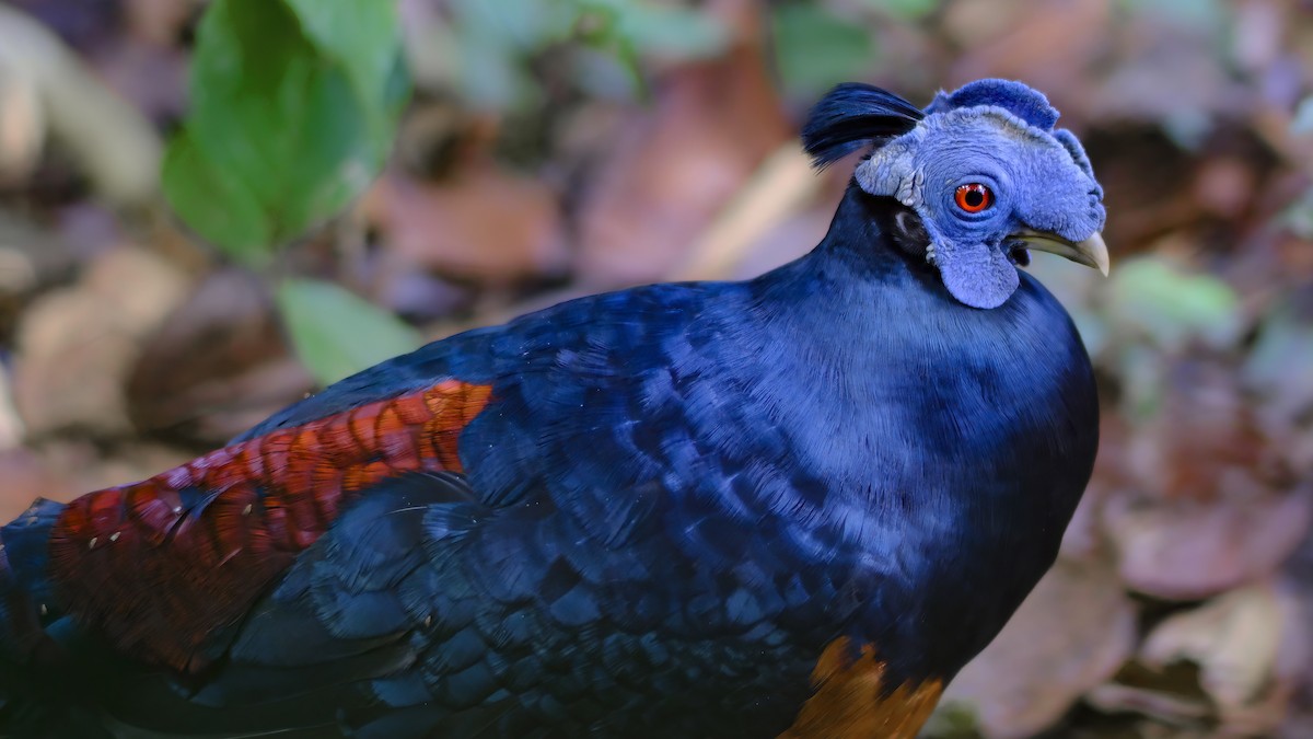 Bornean Crested Fireback - ML627451301