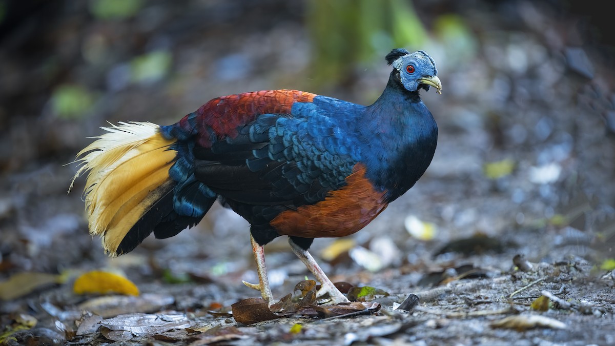 Bornean Crested Fireback - ML627451302