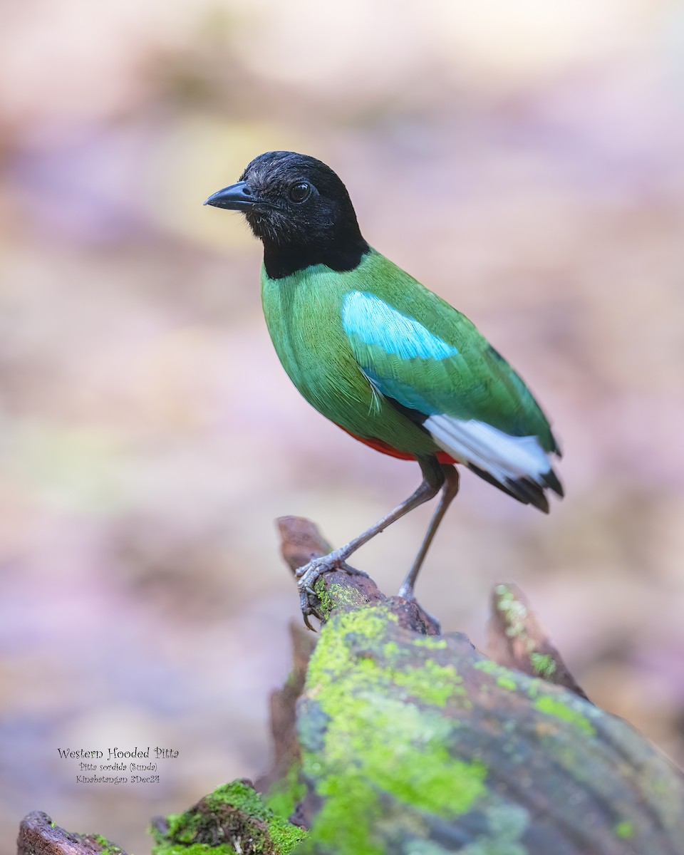 Western Hooded Pitta (Sunda) - ML627451307