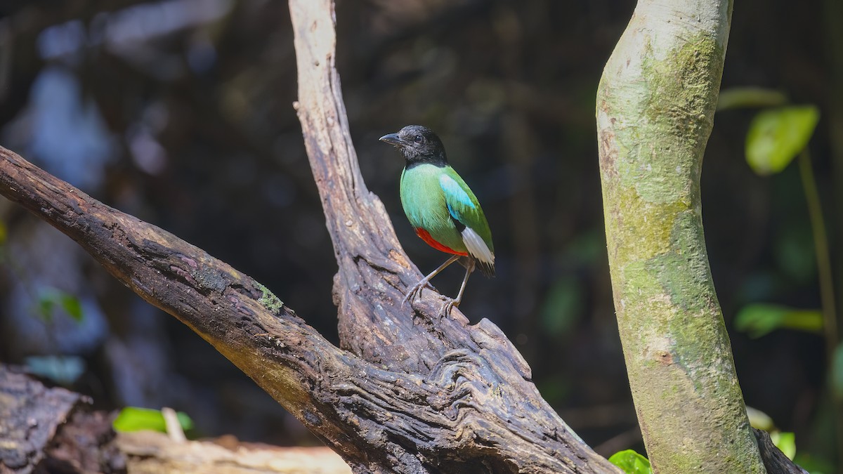 Western Hooded Pitta (Sunda) - ML627451309