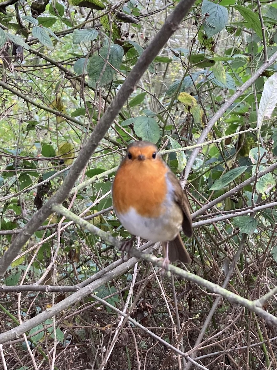 European Robin - ML627451315