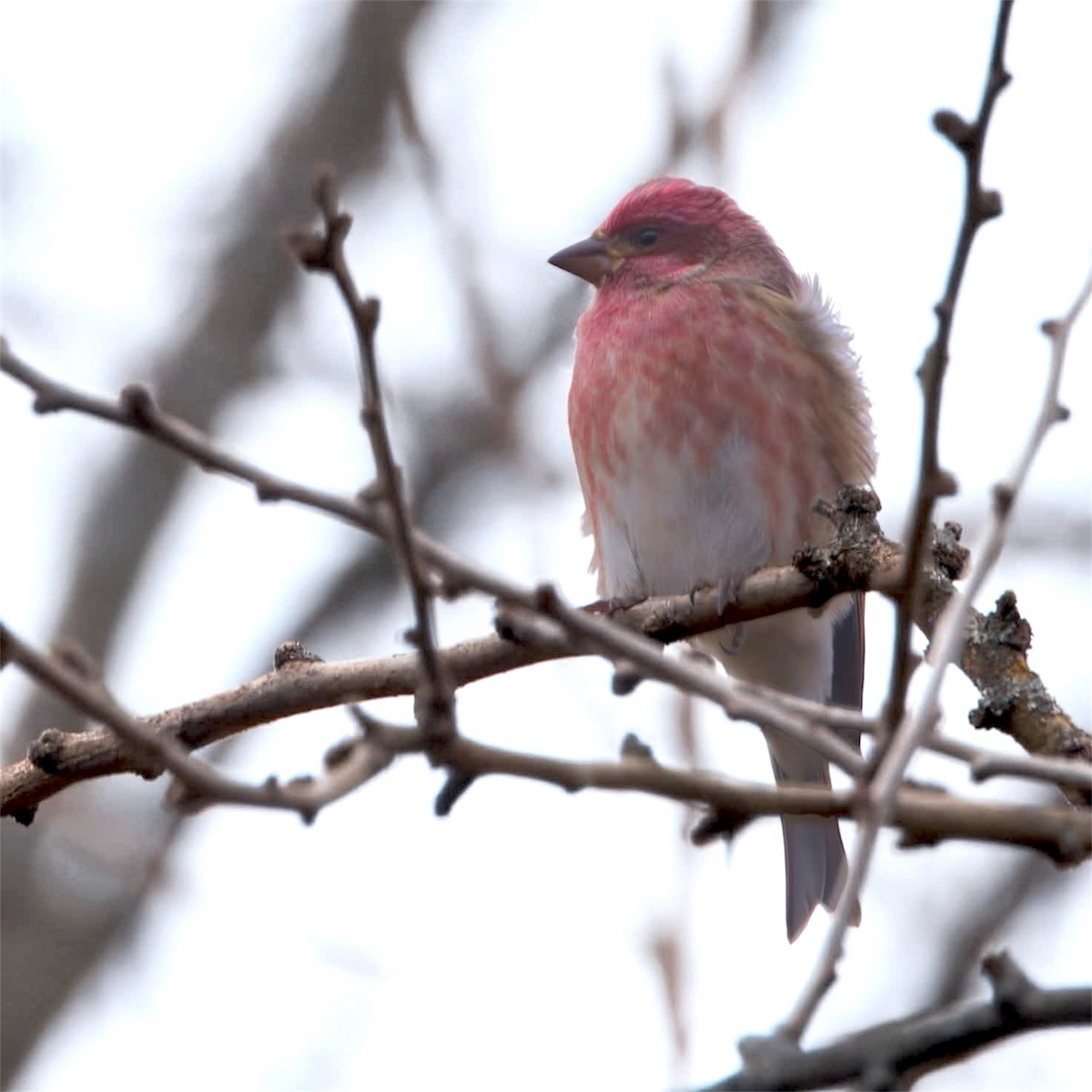 hýl nachový - ML627451330