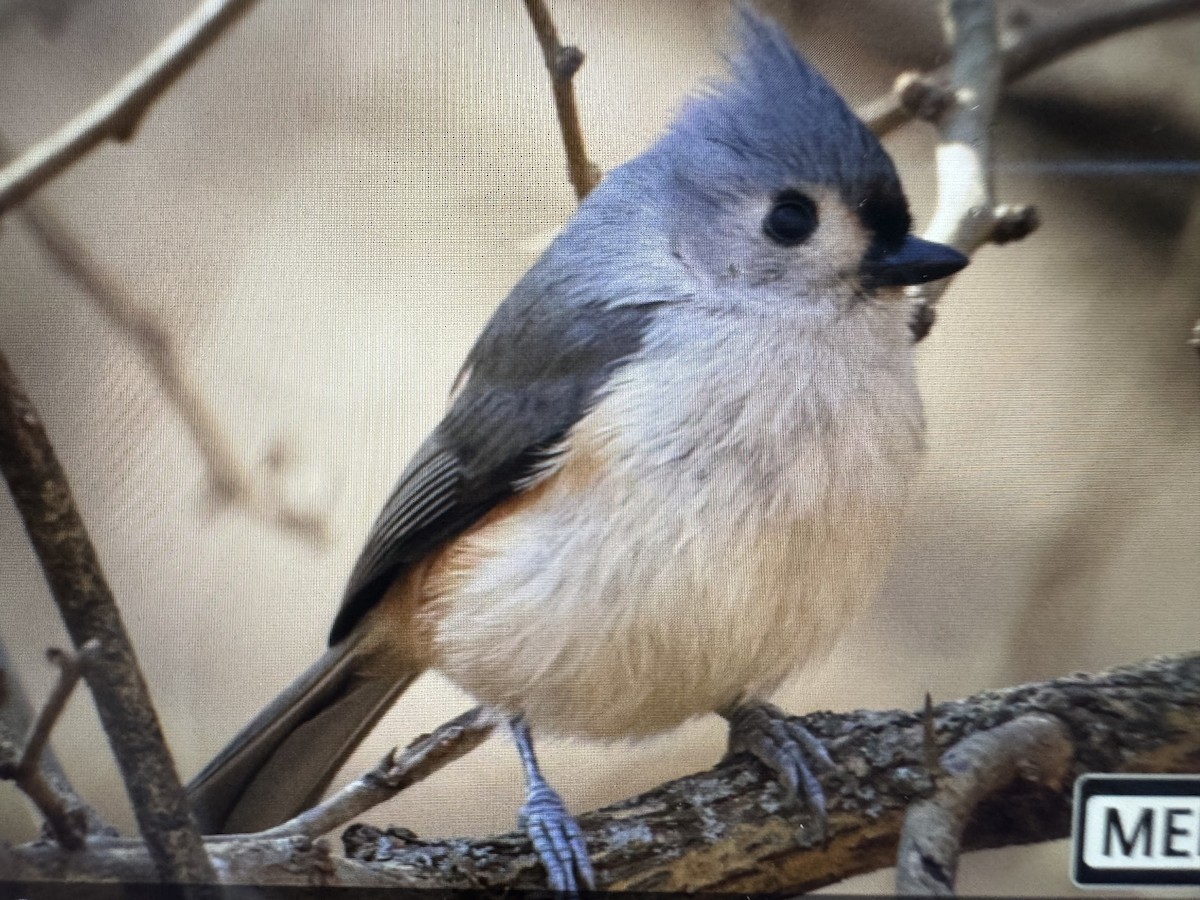 sýkora rezavoboká - ML627451338