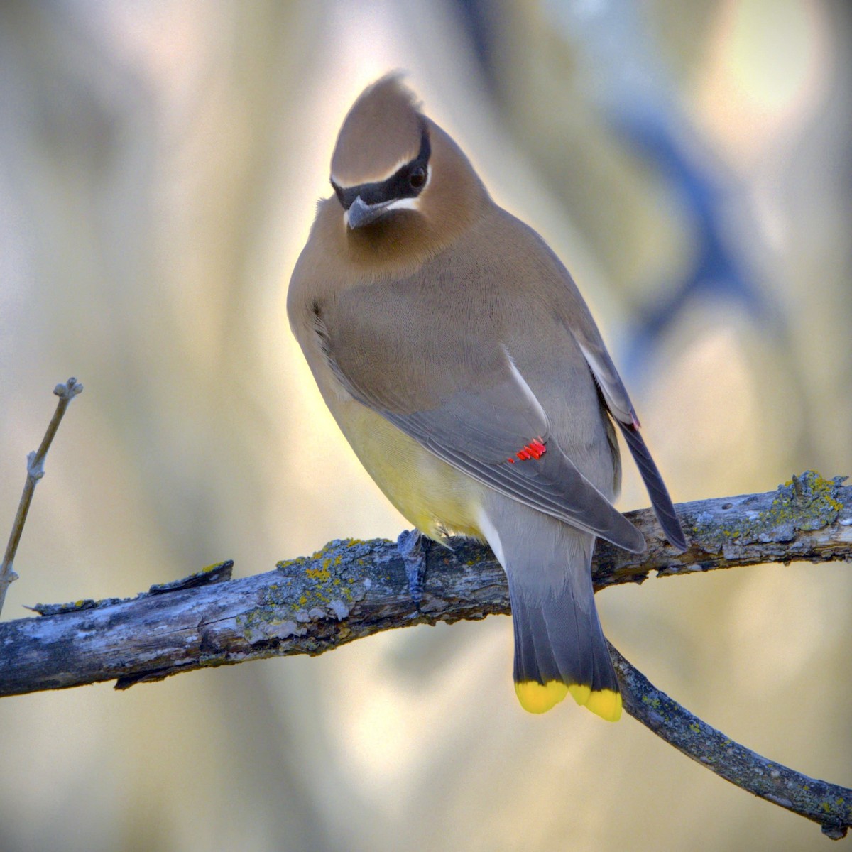 brkoslav americký - ML627451377
