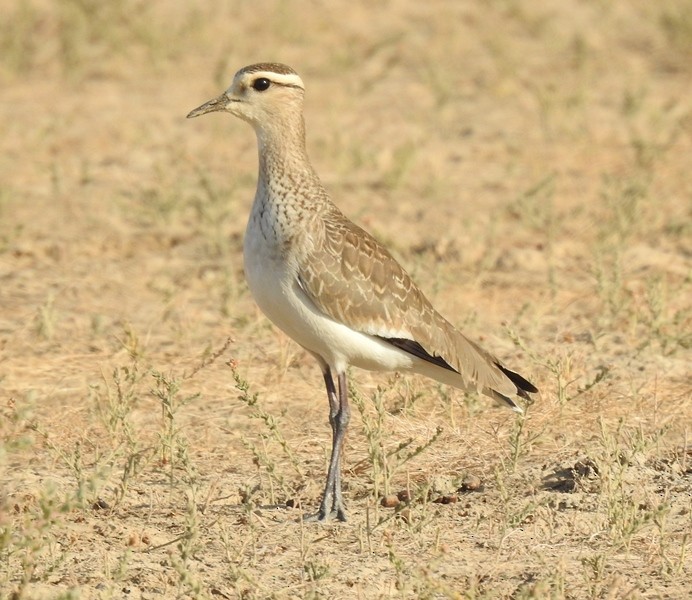 Sociable Lapwing - ML627451422