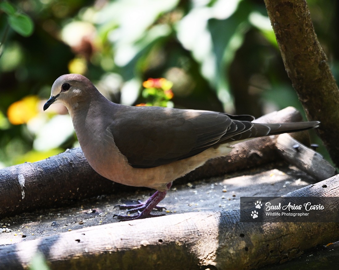 Large-tailed Dove - ML627451538