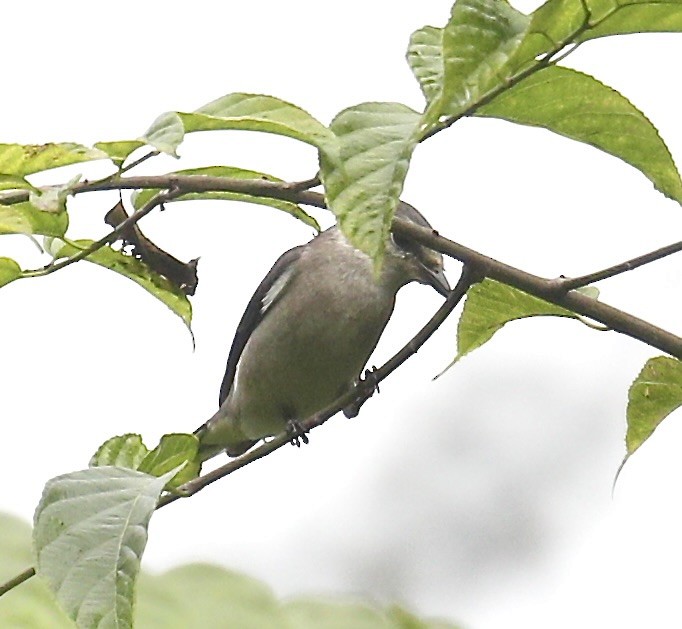 Brown-rumped Minivet - ML627452084