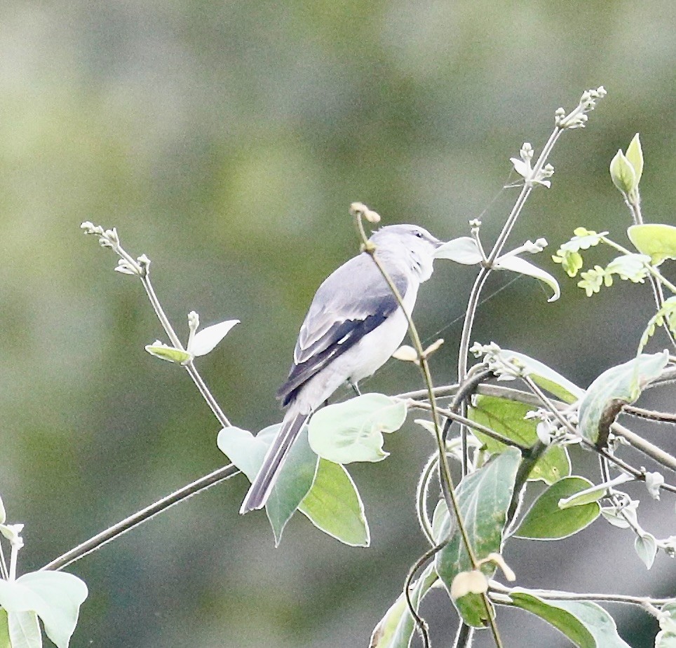 Brown-rumped Minivet - ML627452086