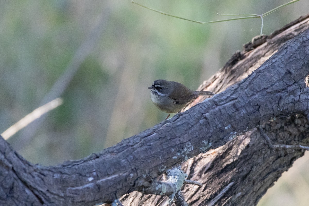 White-browed Scrubwren (White-browed) - ML627452206