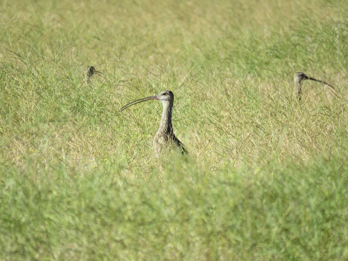 Long-billed Curlew - ML62745251