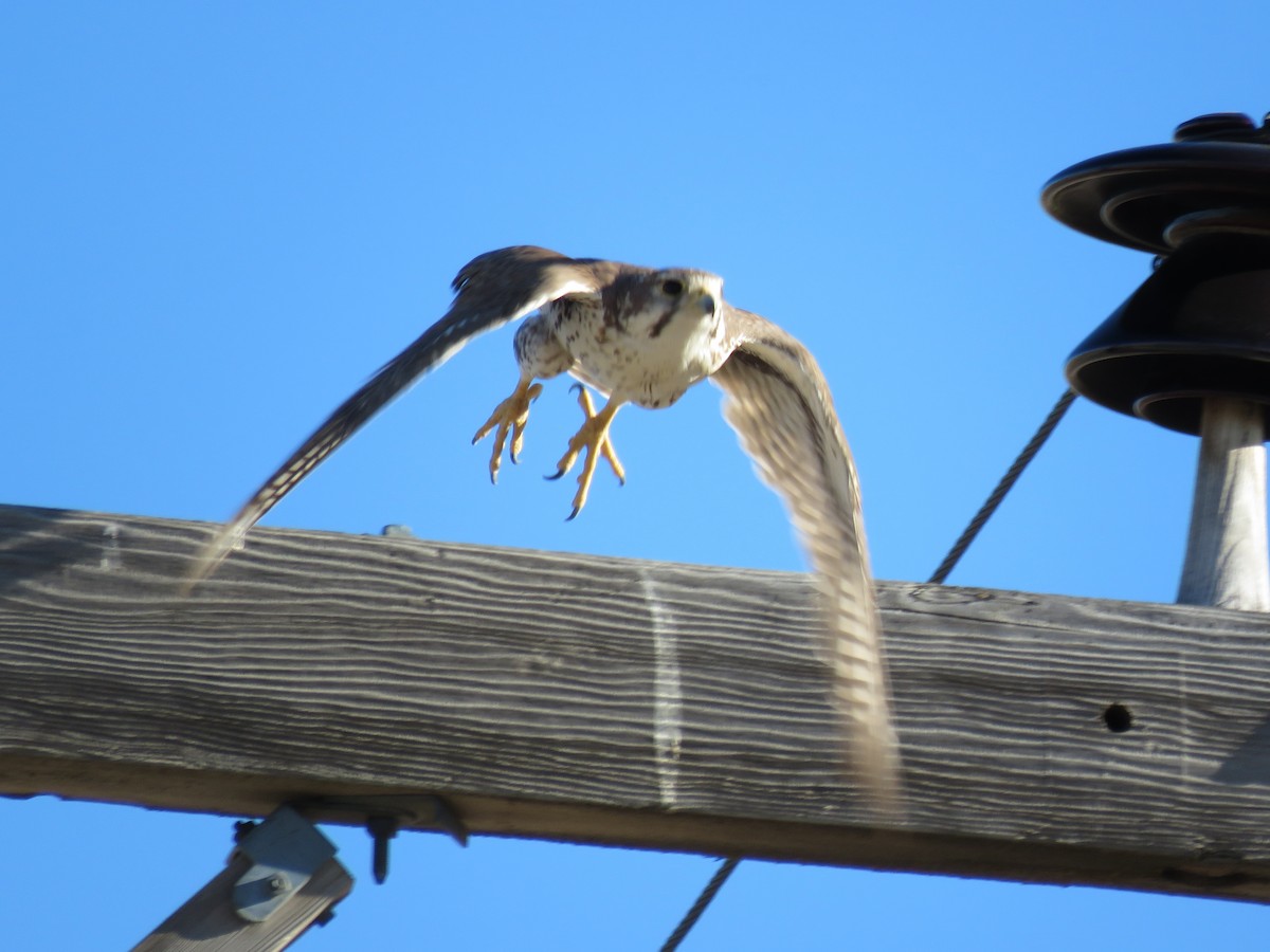 Prairie Falcon - ML62745271