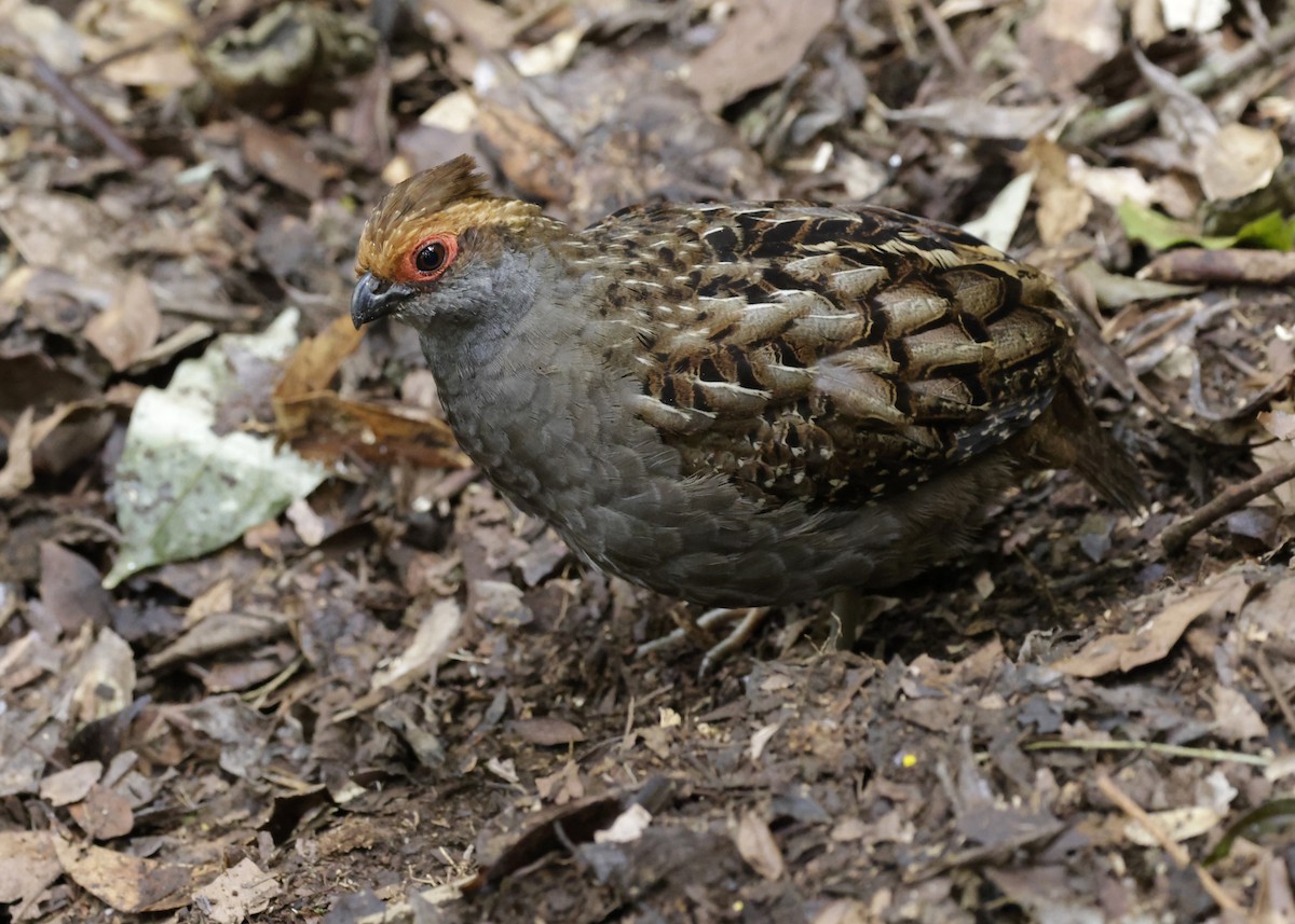 Spot-winged Wood-Quail - ML627452746