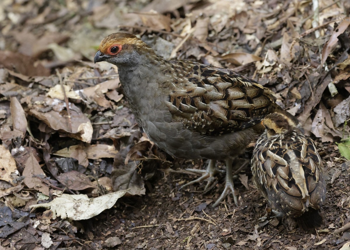 Spot-winged Wood-Quail - ML627452747