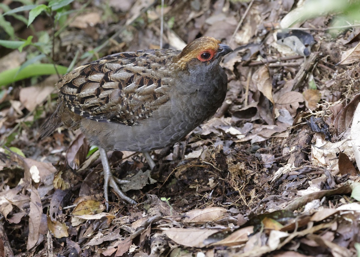 Spot-winged Wood-Quail - ML627452748