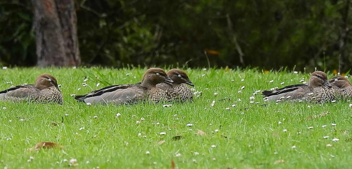 Maned Duck - ML627453159