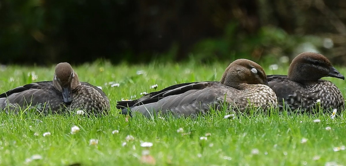 Maned Duck - ML627453161