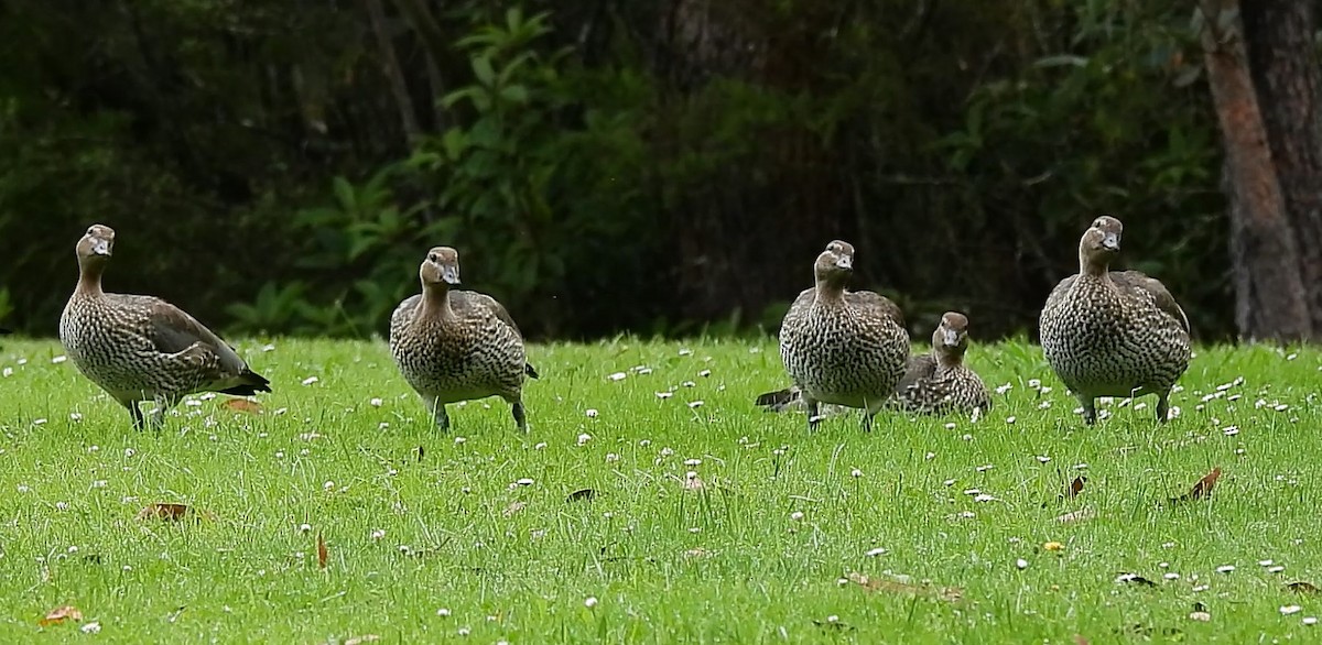 Maned Duck - ML627453166