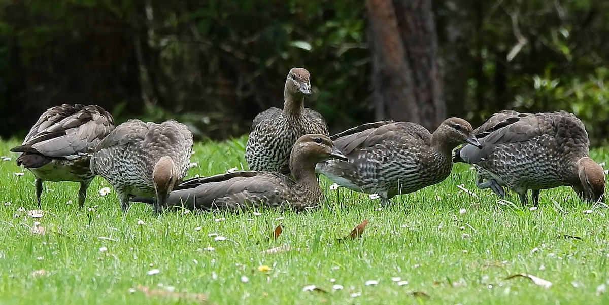 Maned Duck - ML627453168