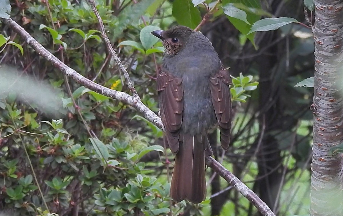 Satin Bowerbird - ML627453192