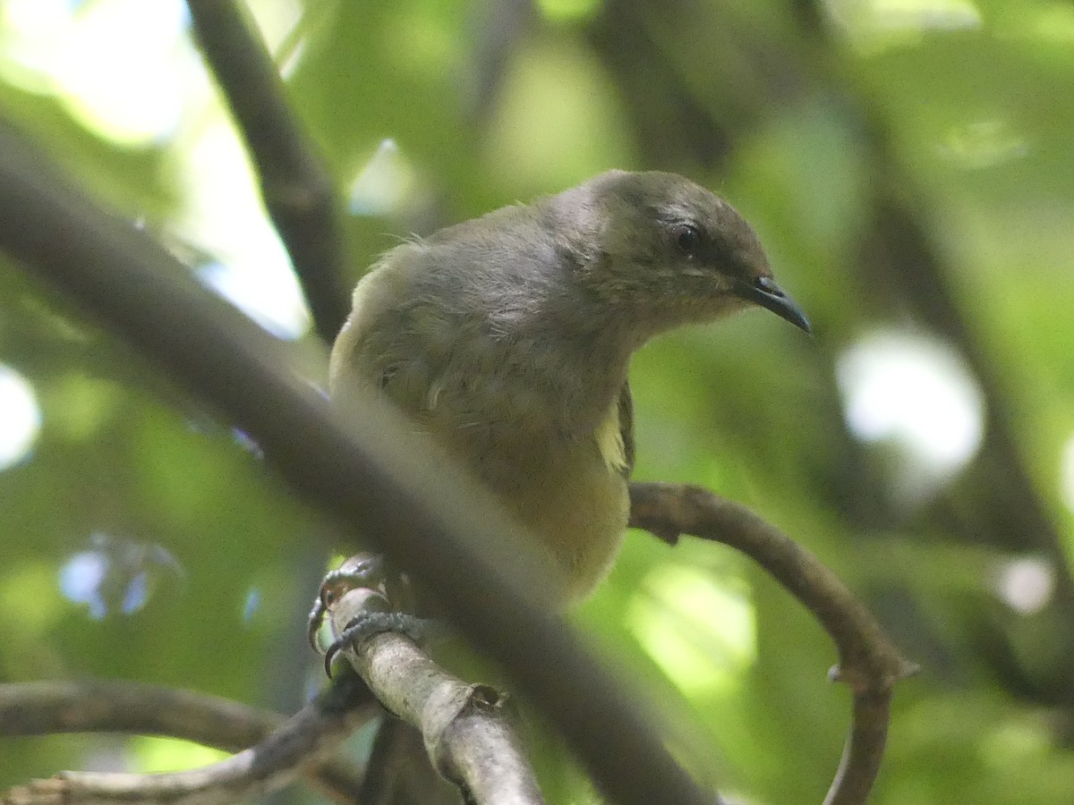 New Zealand Bellbird - ML627453287