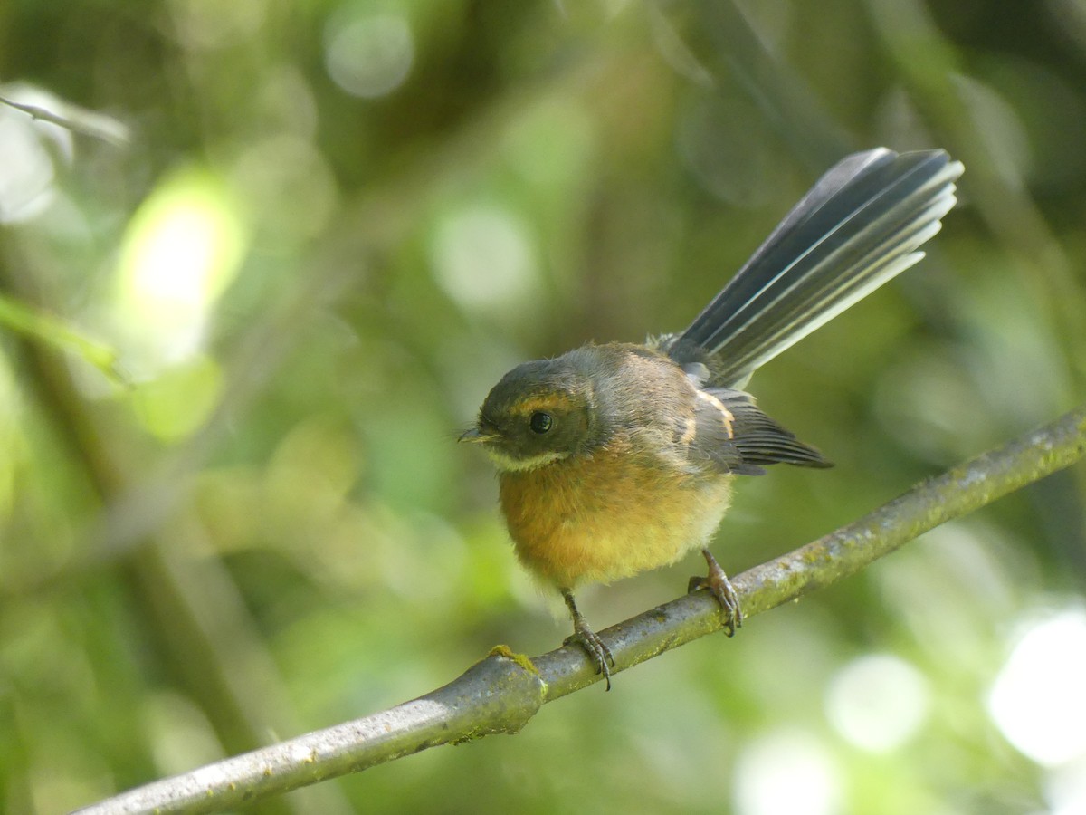 New Zealand Fantail - ML627453294