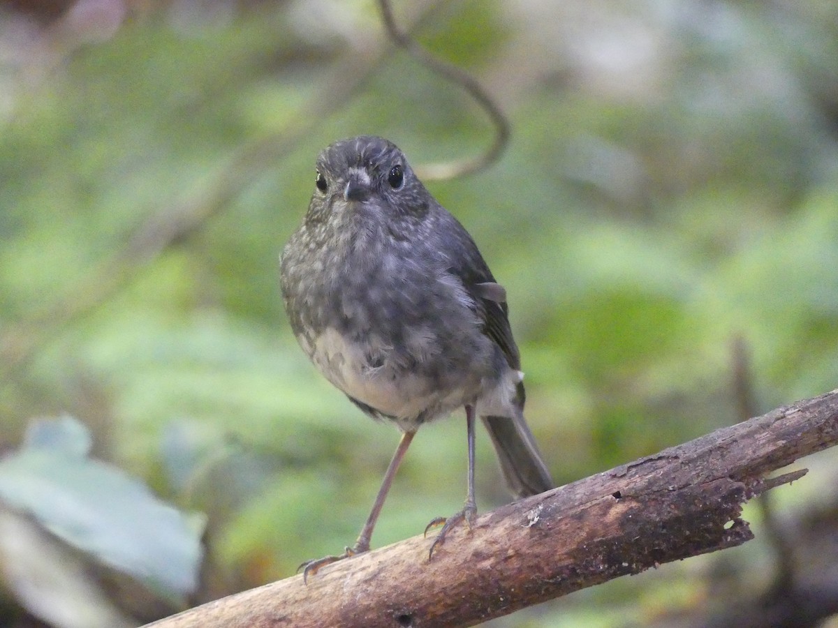 North Island Robin - ML627453297