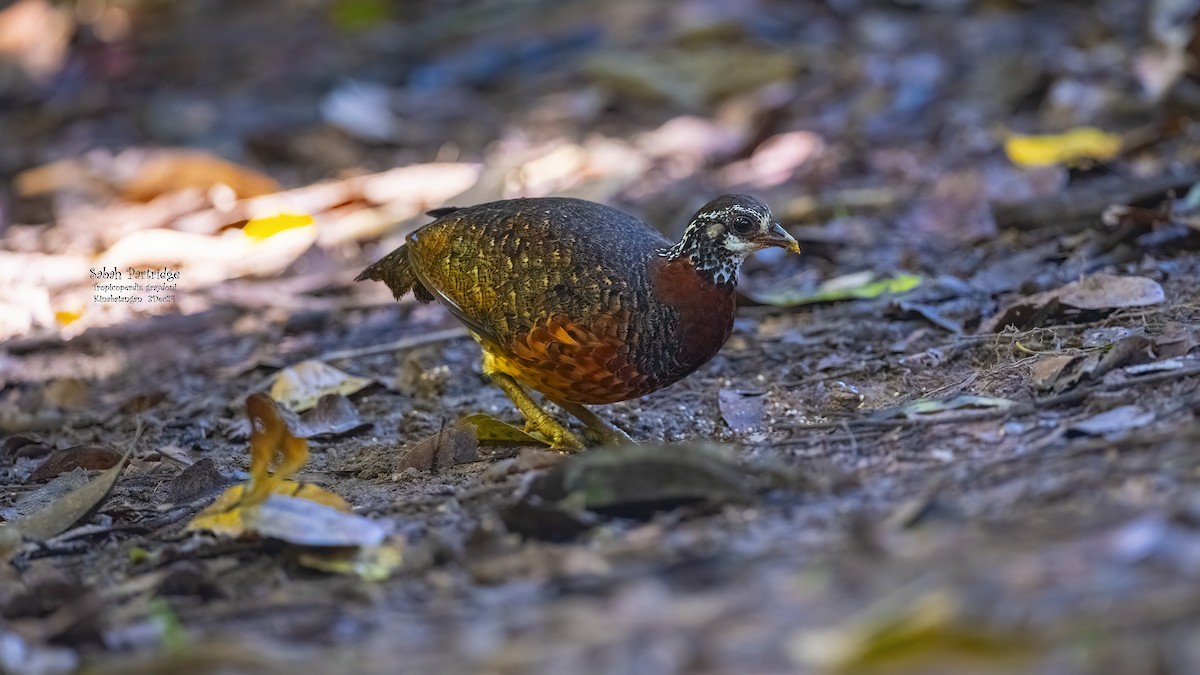 Sabah Partridge - ML627453326