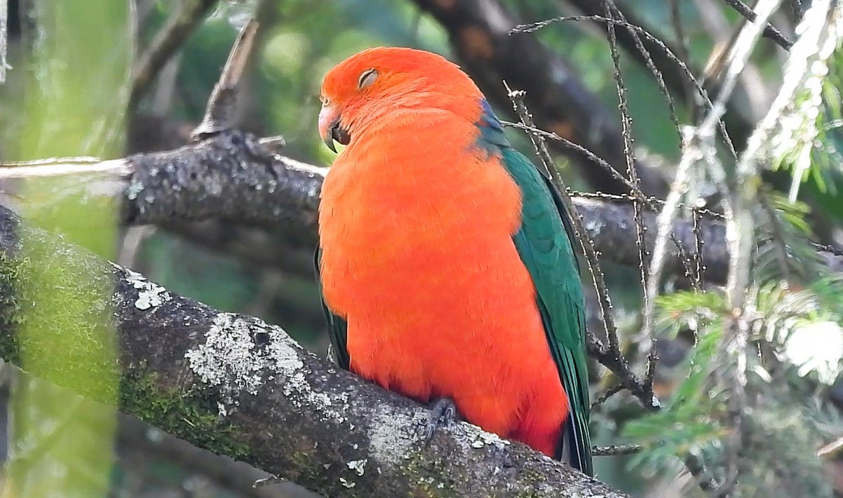 Australian King-Parrot - ML627453350