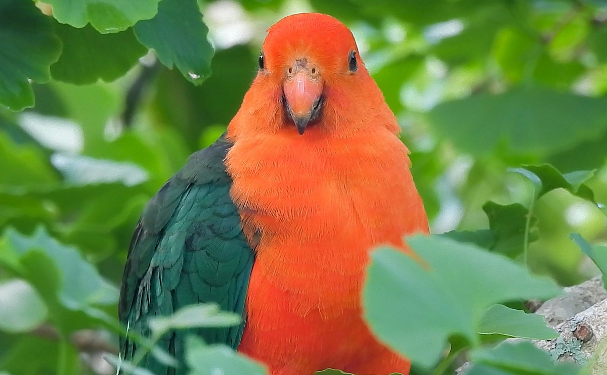 Australian King-Parrot - ML627453365