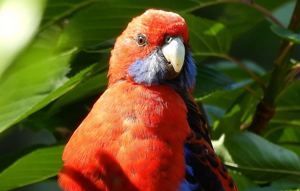 Crimson Rosella - ML627453367