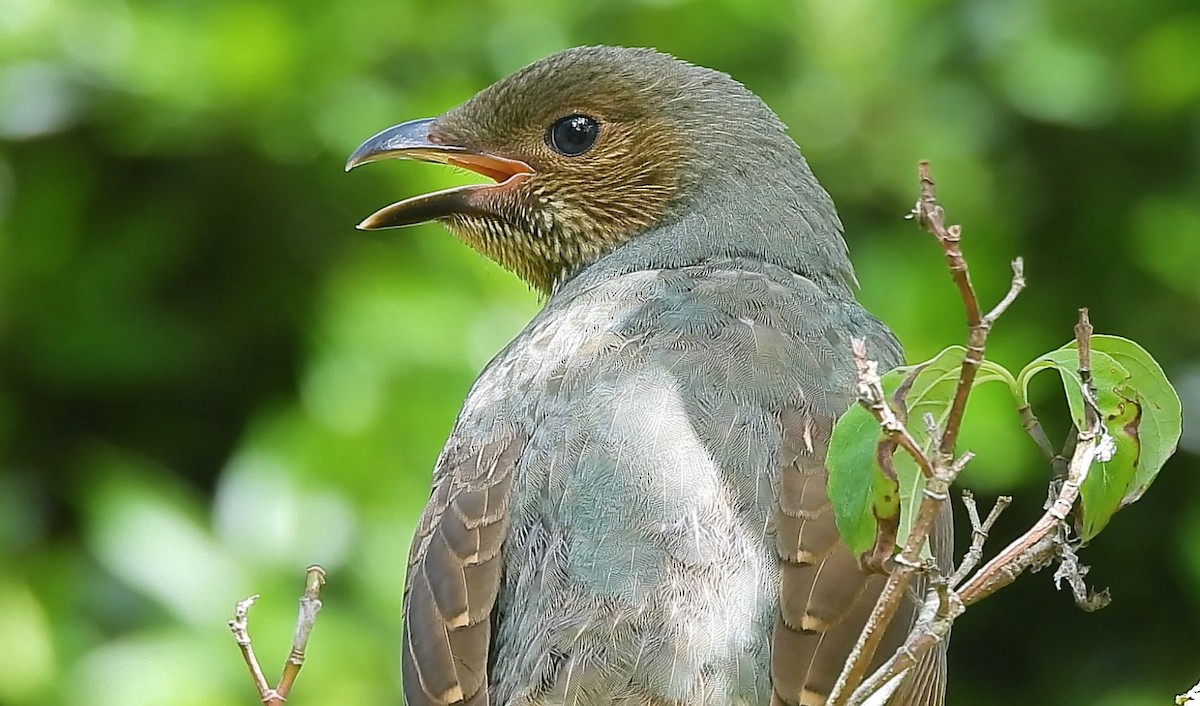 Satin Bowerbird - ML627453369